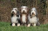 BEARDED COLLIE 361